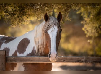Andalusian, Gelding, 7 years, 15.3 hh, Pinto