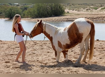 Andalusian, Gelding, 7 years, 15.3 hh, Pinto