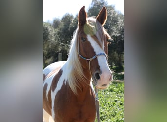 Andalusian, Gelding, 7 years, 15.3 hh, Pinto