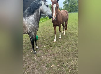Andalusian, Gelding, 7 years, 15 hh, Gray-Red-Tan