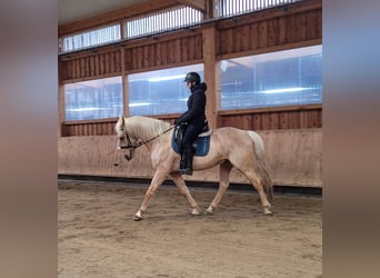 Andalusian Mix, Gelding, 7 years, 15,1 hh, Dun
