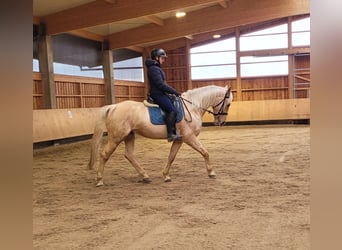 Andalusian Mix, Gelding, 7 years, 15,1 hh, Dun