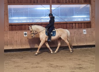 Andalusian Mix, Gelding, 7 years, 15,1 hh, Dun