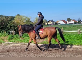 Andalusian Mix, Gelding, 7 years, 15,2 hh, Bay-Dark