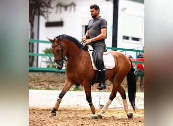 Andalusian Mix, Gelding, 7 years, 15,2 hh, Brown-Light