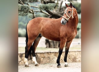 Andalusian Mix, Gelding, 7 years, 15,2 hh, Brown-Light