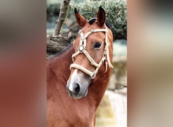 Andalusian Mix, Gelding, 7 years, 15,2 hh, Brown-Light