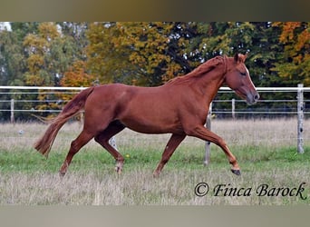 Andalusian, Gelding, 7 years, 15,2 hh, Chestnut-Red