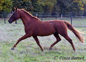 Andalusian, Gelding, 7 years, 15,2 hh, Chestnut-Red