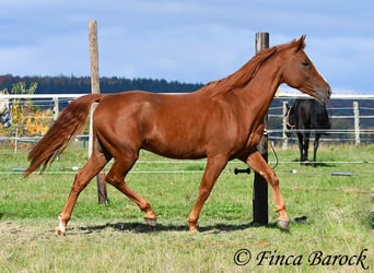Andalusian, Gelding, 7 years, 15,2 hh, Chestnut-Red