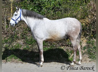 Andalusian, Gelding, 7 years, 15,2 hh, Grey