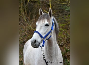 Andalusian, Gelding, 7 years, 15,2 hh, Grey