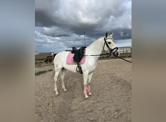 Andalusian, Gelding, 7 years, 15,2 hh, Grey-Fleabitten