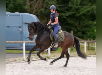 Andalusian, Gelding, 7 years, 15,3 hh, Brown