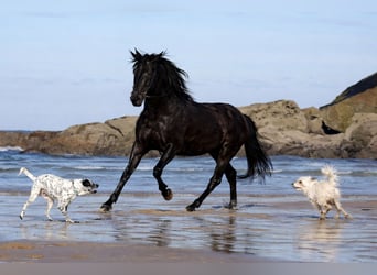 Andalusian, Gelding, 7 years, 16.1 hh, Black