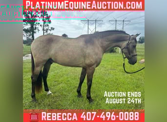 Andalusian, Gelding, 7 years, 16.1 hh, Buckskin