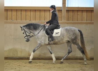 Andalusian, Gelding, 7 years, 16,1 hh, Gray-Dapple