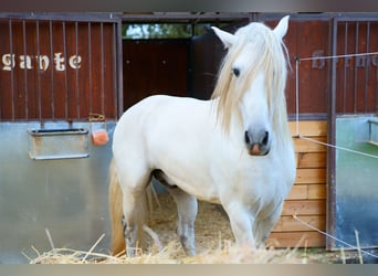 Andalusian, Gelding, 7 years, 16.1 hh, White