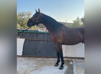 Andalusier, Wallach, 7 Jahre, 16,2 hh, Rotbrauner