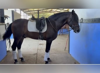 Andalusian, Gelding, 7 years, 16 hh, Bay-Dark