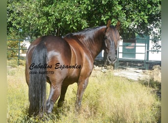 Andalusian, Gelding, 7 years, 16 hh, Bay-Dark