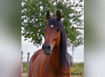 Andalusian, Gelding, 7 years, 16 hh, Brown