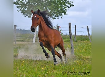 Andalusian, Gelding, 7 years, 16 hh, Brown