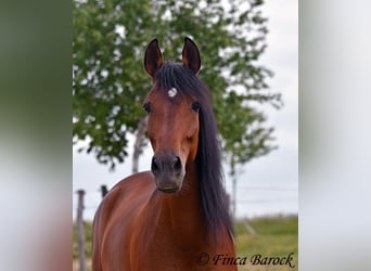 Andalusian, Gelding, 7 years, 16 hh, Brown
