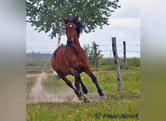 Andalusian, Gelding, 7 years, 16 hh, Brown