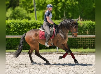 Andalusian, Gelding, 7 years, 16 hh, Brown