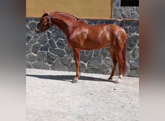 Andalusian, Gelding, 7 years, 16 hh, Chestnut-Red