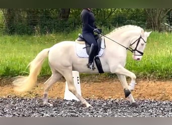 Andalusian, Gelding, 7 years, 16 hh, Cremello
