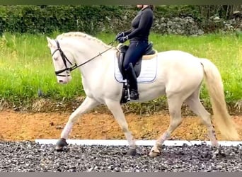 Andalusian, Gelding, 7 years, 16 hh, Cremello