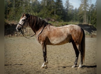 Andalusian, Gelding, 7 years, 16 hh, Grey-Red-Tan