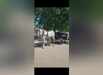 Andalusian, Gelding, 7 years, 16 hh
