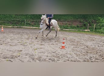Andalusian, Gelding, 7 years, 16 hh