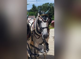 Andalusian, Gelding, 7 years, 16 hh