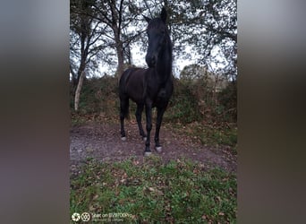 Andalusian, Gelding, 7 years, 16,1 hh, Black