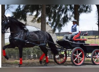 Andalusian, Gelding, 7 years, 16,1 hh, Black