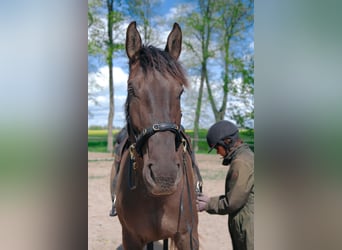 Andalusian Mix, Gelding, 7 years, 17.1 hh, Bay