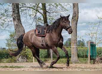 Andalusian Mix, Gelding, 7 years, 17.1 hh, Bay