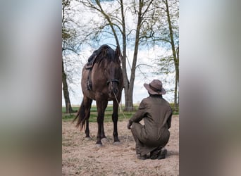 Andalusian Mix, Gelding, 7 years, 17,1 hh, Bay