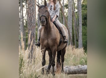 Andalusian Mix, Gelding, 7 years, 17,1 hh, Bay