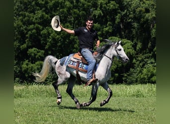 Andalusian, Gelding, 8 years, 14.3 hh, Gray-Dapple
