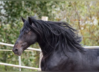 Andalusian, Gelding, 8 years, 15,1 hh, Black