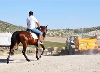 Andalusian, Gelding, 8 years, 15,1 hh, Brown