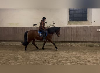 Andalusian, Gelding, 8 years, 15.1 hh, Brown