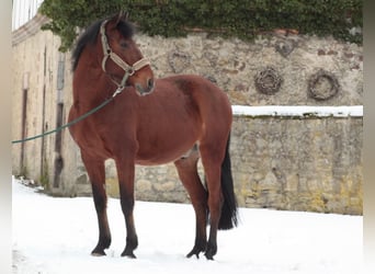 Andalusian, Gelding, 8 years, 15.1 hh, Brown