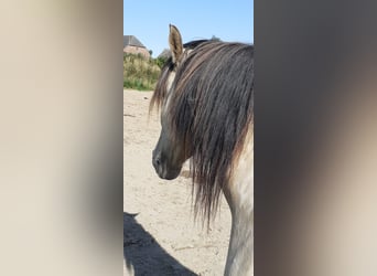 Andalusian, Gelding, 8 years, 15.1 hh, Dun