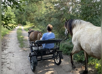 Andalusian, Gelding, 8 years, 15.1 hh, Dun